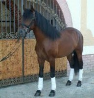 /album/fotogaleria/a25-espa-jpg/